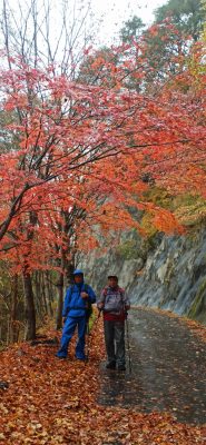 先日行った熊野古道で紅葉が美しかったので。