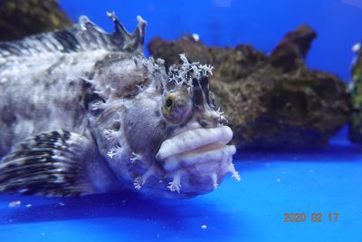 知床流氷館で、一番ハンサムな魚